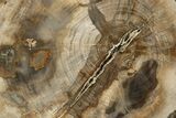 Beautiful Petrified Wood (Araucaria) Round - Madagascar #318414-1